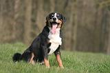 BOUVIER D'APPENZELL 102